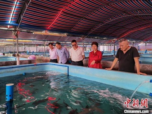 臺商借自貿港政策東風加速布局海南水產產業